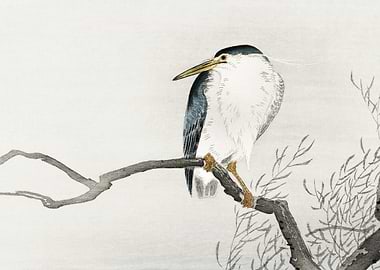 Quack On Erratic Branch 19