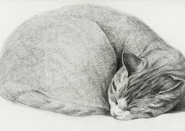 Rolled Up Lying Sleeping C