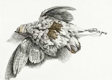 Dead Bird By Jean Bernard