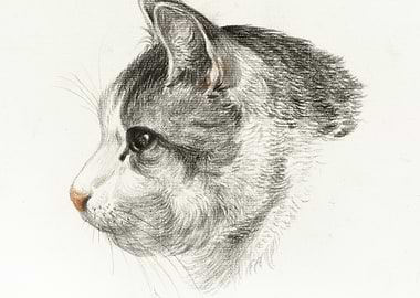 Sketch Of A Cat 1819 By Je