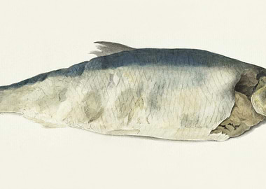 Fish Partly Perished 1833