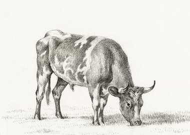 Grazing Bull By Jean Berna