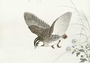 Flying Quail 1900 1930 By