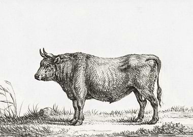 Standing Bull By Jean Bern