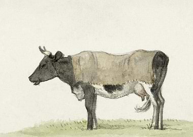 Standing Cow With Blanket