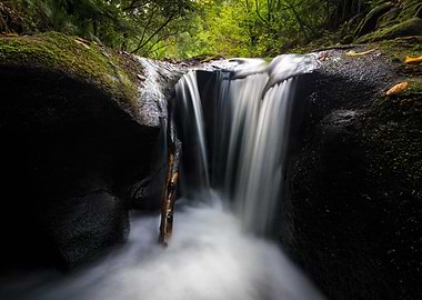 Waitakere Stream