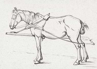 Standing Harnessed Horse 1