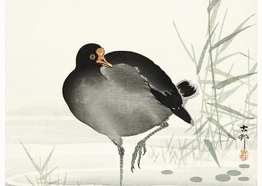Moorhen 1900 1930 By Ohar