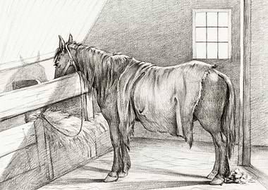 Standing Horse In A Stable