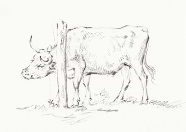 Standing Cow With Its Head