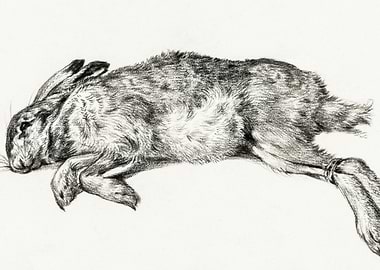 Dead Hare 1818 By Jean Ber