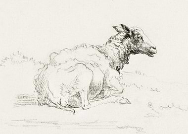 Lying Sheep By Jean Bernar