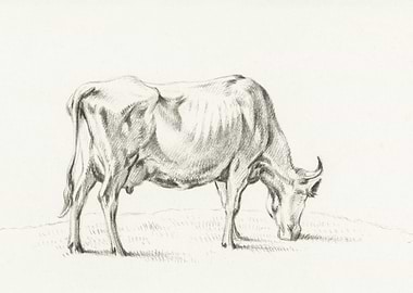 Standing Cow By Jean Berna
