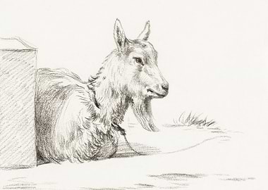 Goat Half Lying In A Pen 1