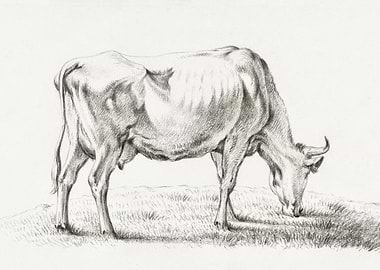 Grazing Cow By Jean Bernar