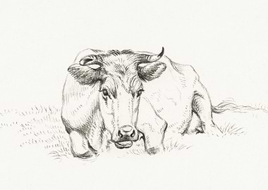 Lying Cow 1816 By Jean Ber