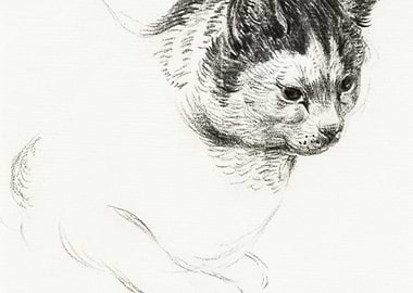 Sketch Of A Cat By Jean Be