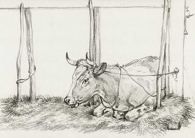 Lying Cow By Jean Bernard