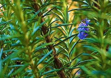 Rosemary