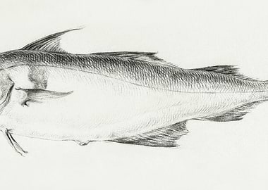 Fish By Jean Bernard 17751