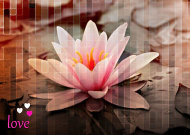 Cute Water Lilly Flower