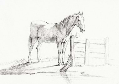 Standing Horse At A Fence