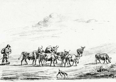 Cow Driver With A Group Of