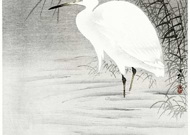 Little Egret 1900 1930 By