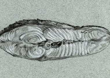 Moot Cooked Salmon 1807 By