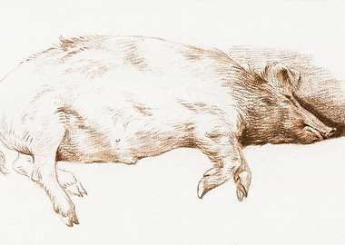 Lying Pig By Jean Bernard