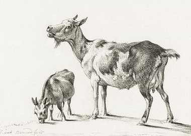 Goats By Jean Bernard 1775