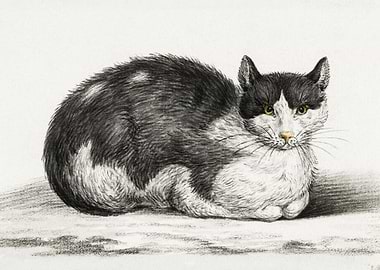 Lying Cat 1800 By Jean Ber
