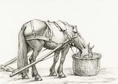 Horse Eating From A Basket