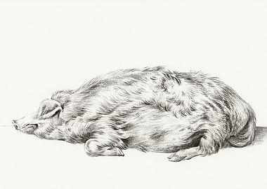 Lying Pig By Jean Bernard