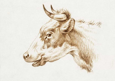 Head Of A Cow By Jean Bern