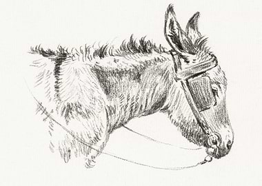 Head Of A Donkey 1821 By J