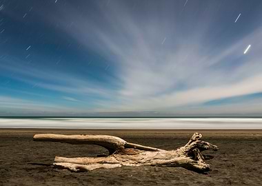 Driftwood at Night