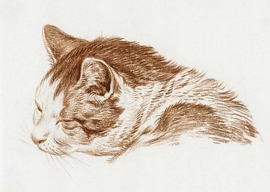 Head Of A Sleeping Cat 181