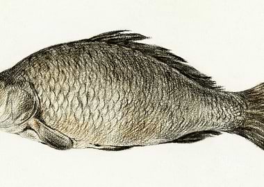 Fish By Jean Bernard 17751