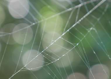 Glistening Spiderweb