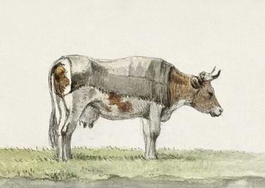 Standing Cow With Blanket