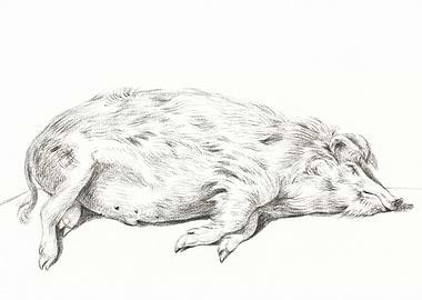 Lying Pig By Jean Bernard