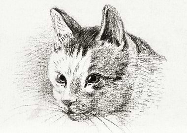 Sketch Of A Cat By Jean Be