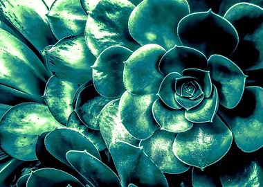 green succulent plant