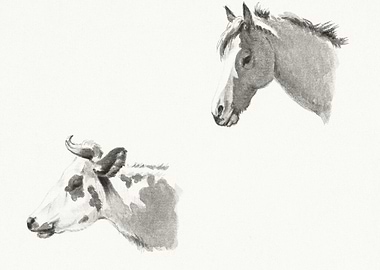 Head Of A Horse And The He