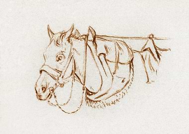 Head Of A Rigged Horse 181