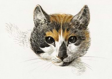 Head Of A Calico Cat With