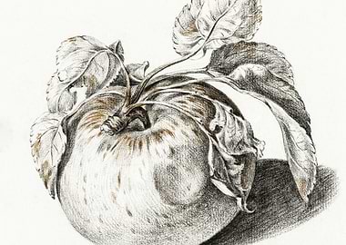 Apple By Jean Bernard 1775