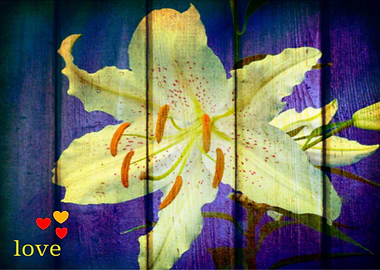 Lilly Flower Blossom