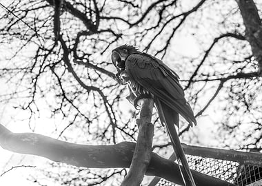 Parrot Black and White